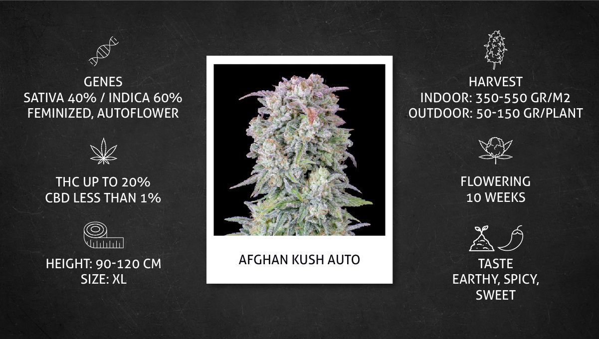 Afghan Kush Auto Cannabis Strain Week-by-Week Guide: Datasheet Afghan Kush Auto Cannabis Strain Week-by-Week Guide: Datasheet