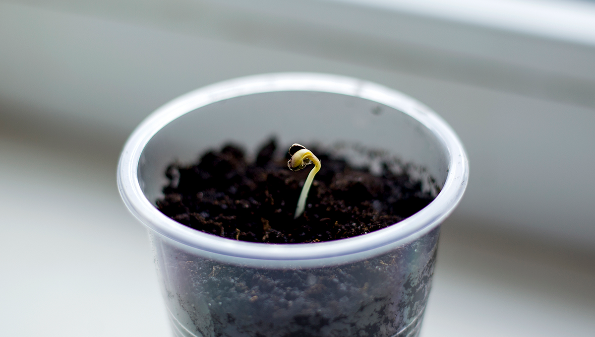 Alles beginnt mit der Keimung eines Samens!