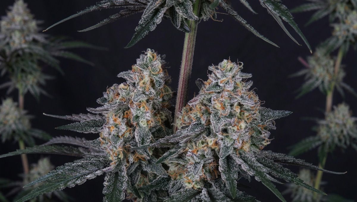 cov17 (1).jpg Guava Sundae Auto