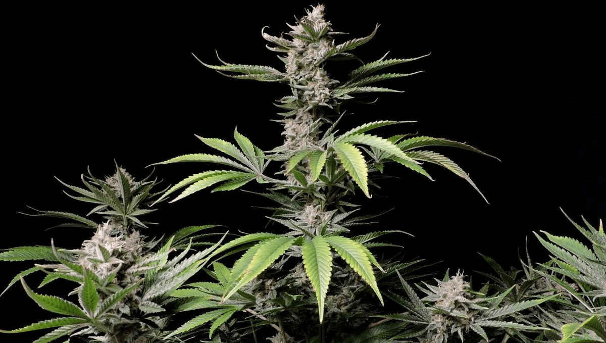 Top 10 Best Outdoor Autoflower Seeds UK 2024: Cherry cola auto Top 10 Best Outdoor Autoflower Seeds UK 2024: Cherry cola auto