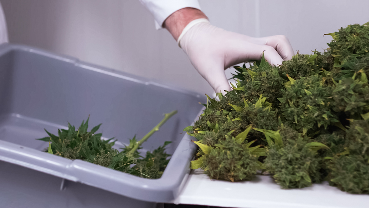 What yields can I get with autoflowering cannabis: what can they produce? What yields can I get with autoflowering cannabis: what can they produce?