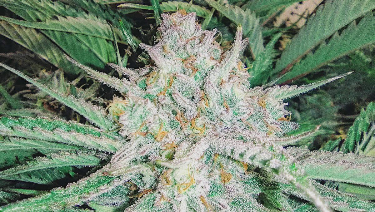 Strawberry Pie Auto Cannabis Strain Week-by-Week Guide: A marijuana bud completely covered in trichs