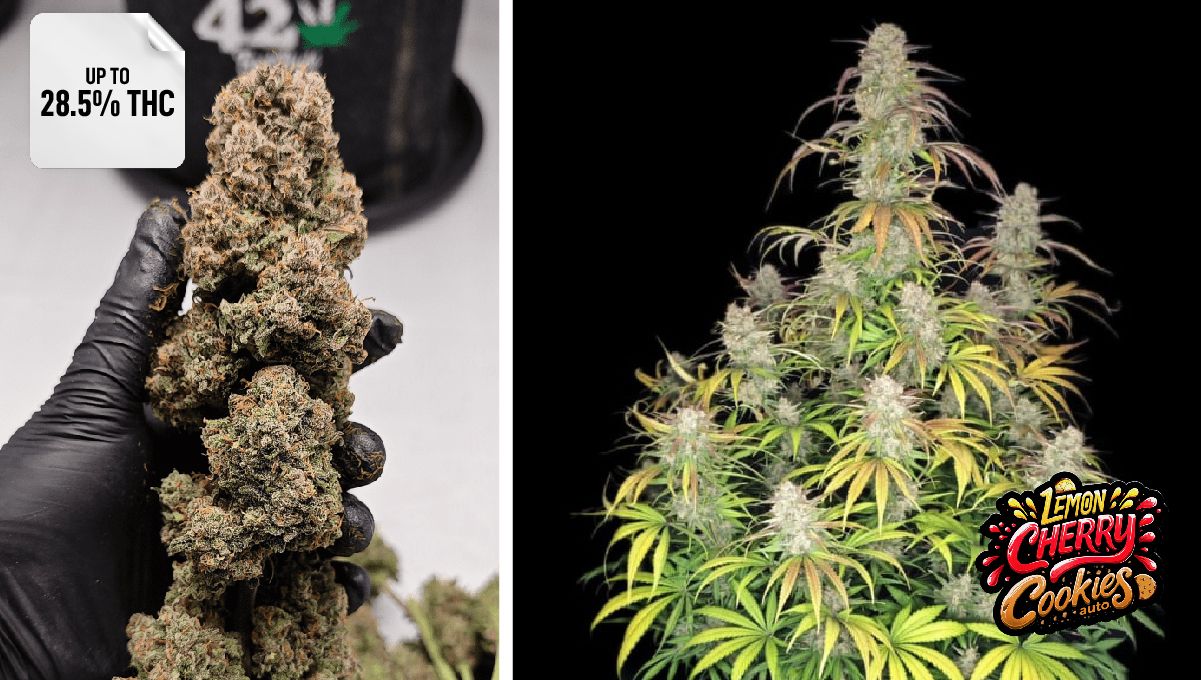 Lemon Cherry Cookies Auto™ Lemon Cherry Cookies Auto™