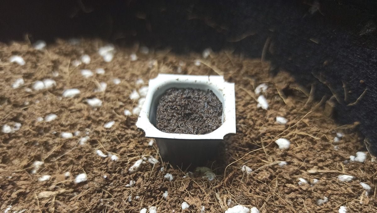 Skywalker OG Auto cannabis strain: germination and seedling stage | week 1 | a tiny cup with water-sogged peat moss put in a larger pot with coco