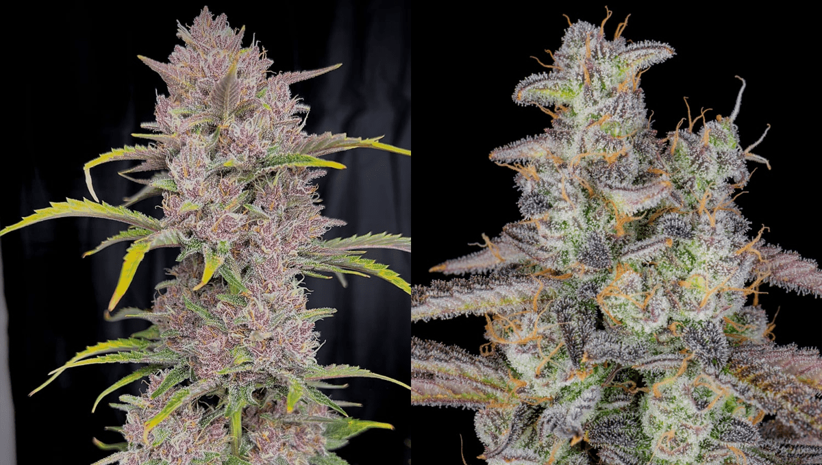 Top 10 Best Outdoor Autoflower Seeds UK 2024: Banana purple punch auto Top 10 Best Outdoor Autoflower Seeds UK 2024: Banana purple punch auto