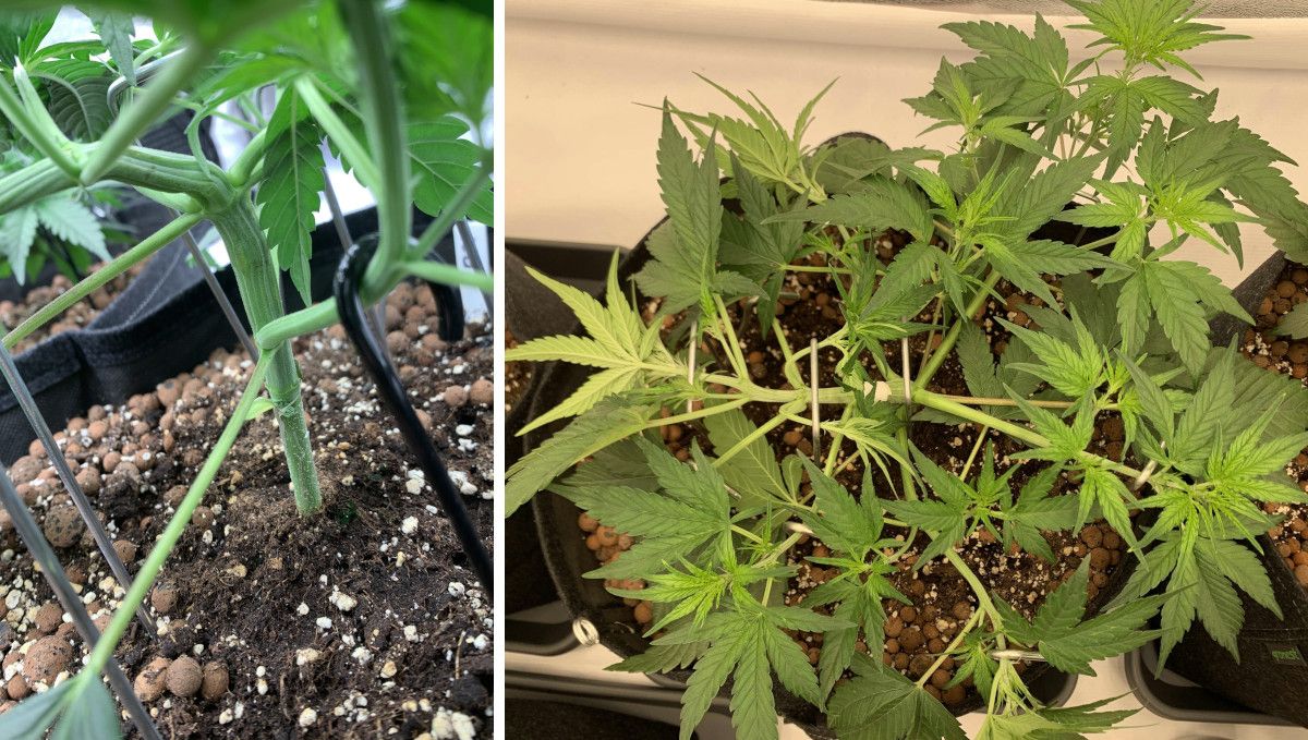 Banana Purple Punch Auto Cannabissorte: mittlere Vegetationsphase | Wochen 3-4 | LST wurde bei dieser Pflanze später begonnen