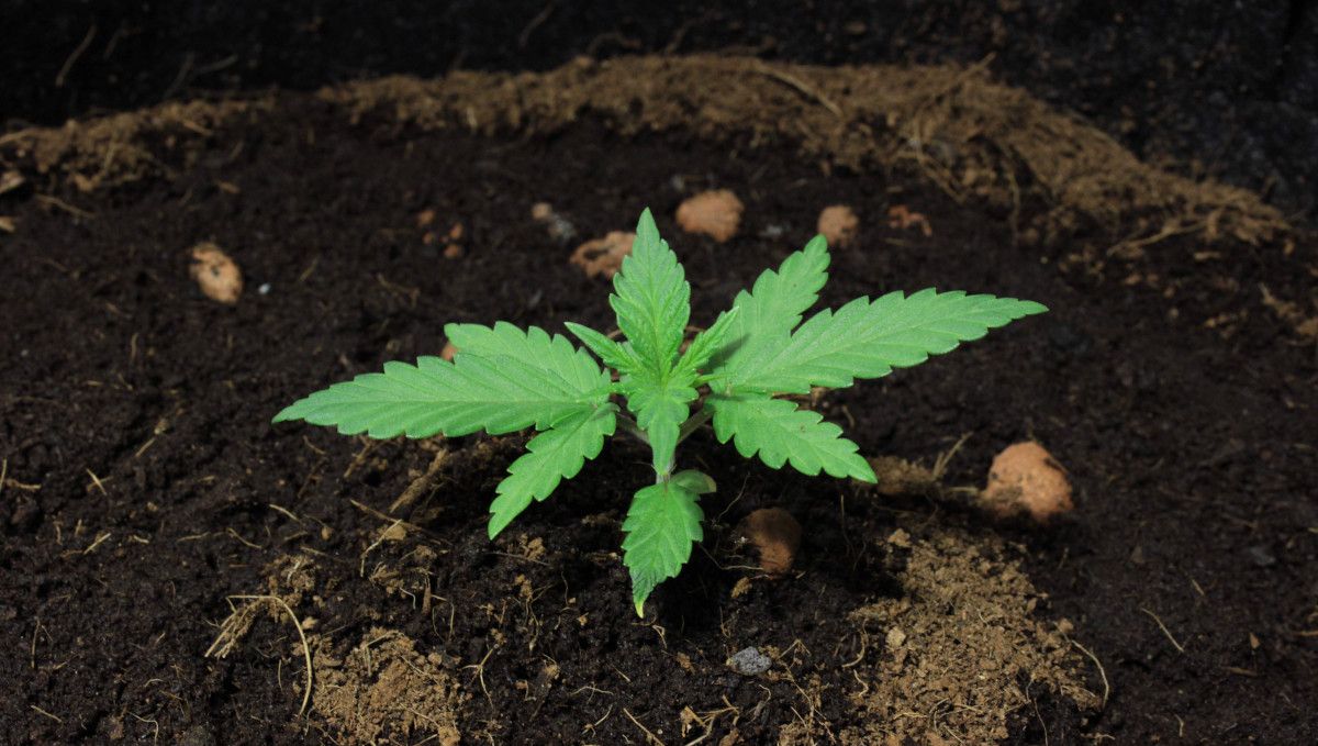 Mexican Airlines Auto cannabis strain: early veg | week 2 | a vibrant green healthy weed plant