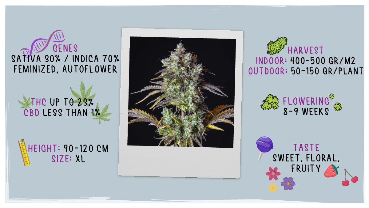 Big Bud Auto Cannabis Strain Week-by-Week Guide: Datasheet