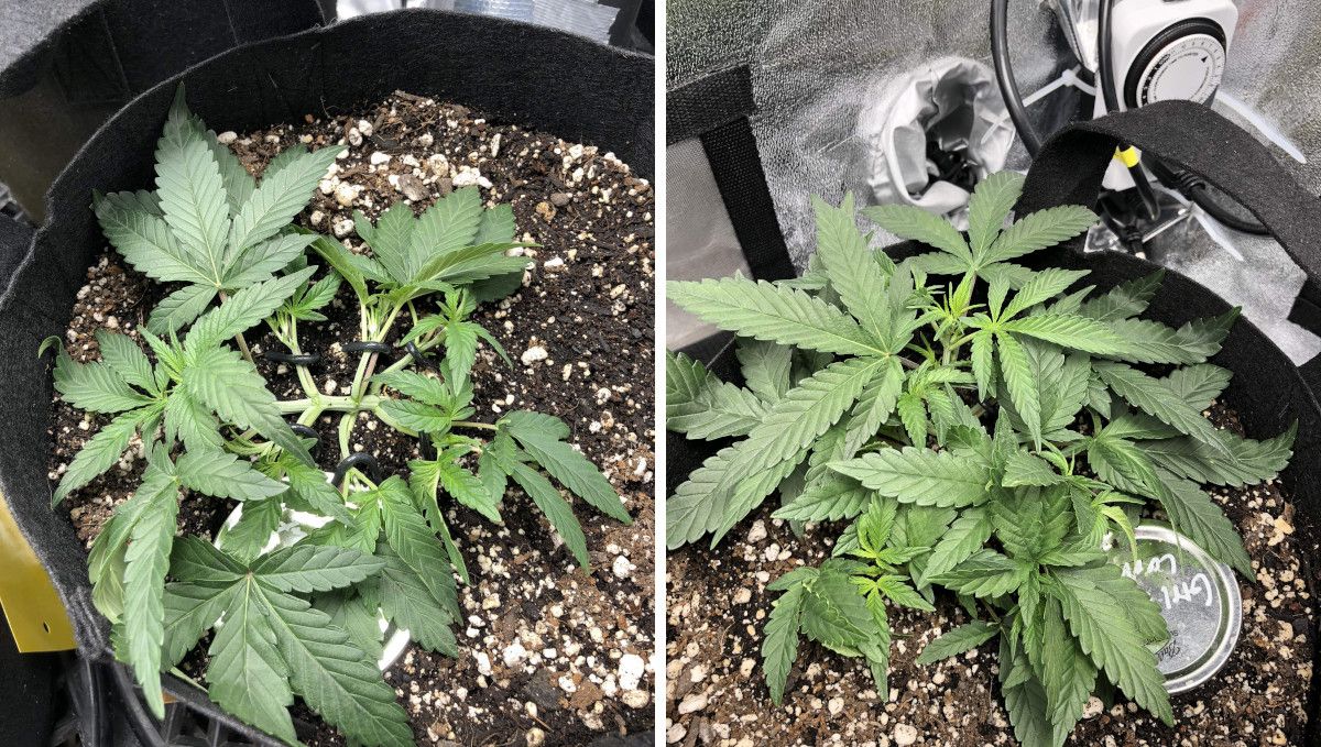 Girl Scout Cookies Auto Cannabis Strain Week-by-Week Guide: The main stem and side branches LSTd on a vegging indoor autoflower; the next pic shows how she bounces back