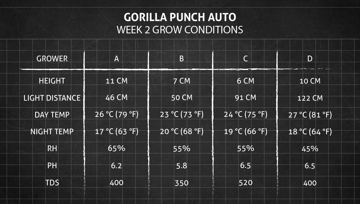 Gorilla Punch Auto cannabis strain: week 2 grow conditions Gorilla Punch Auto cannabis strain: week 2 grow conditions