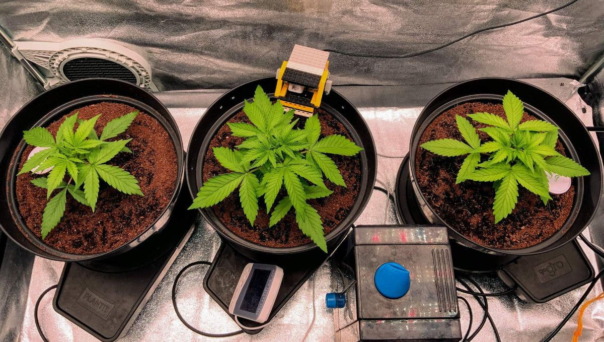 Gorilla Auto Cannabis Strain Week-by-Week Guide: Three healthy-looking young autoflowers growing in plastic pots in a grow tent Gorilla Auto Cannabis Strain Week-by-Week Guide: Three healthy-looking young autoflowers growing in plastic pots in a grow tent