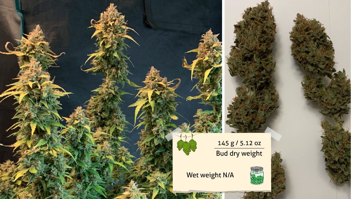 Z Auto Cannabis Strain Week-by-Week Guide: An indoor autoflower with light purple buds at harvest and a closeup of a dry bud