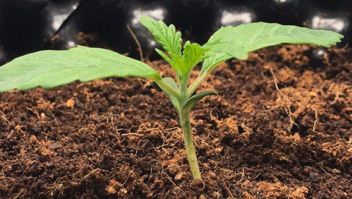 Vanilla Kush cannabis strain: germination and seedling stage | week 1