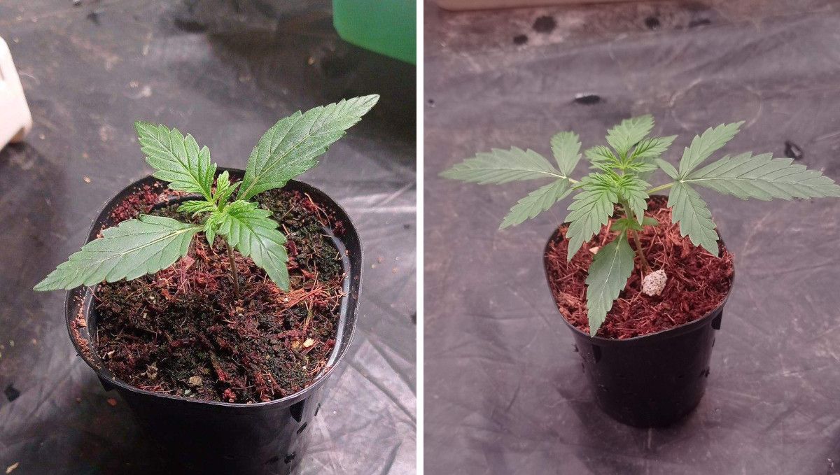 Strawberry Cheesecake Auto cannabis strain: early veg | week 2 | a small but healthy plant overgrowing its starter pot