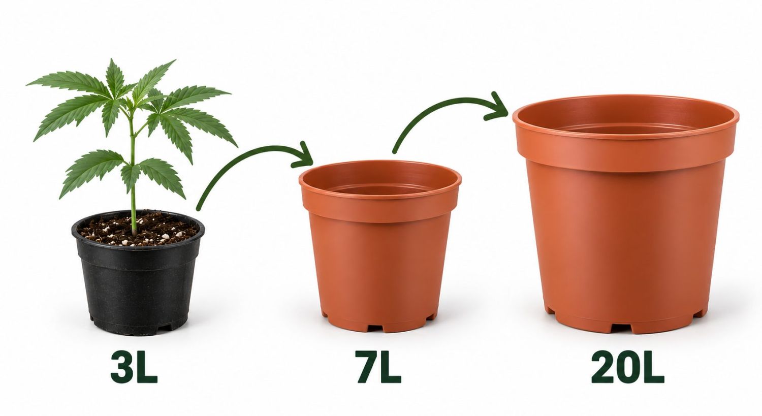 How to Successfully Repot a Cannabis Plant How to Successfully Repot a Cannabis Plant