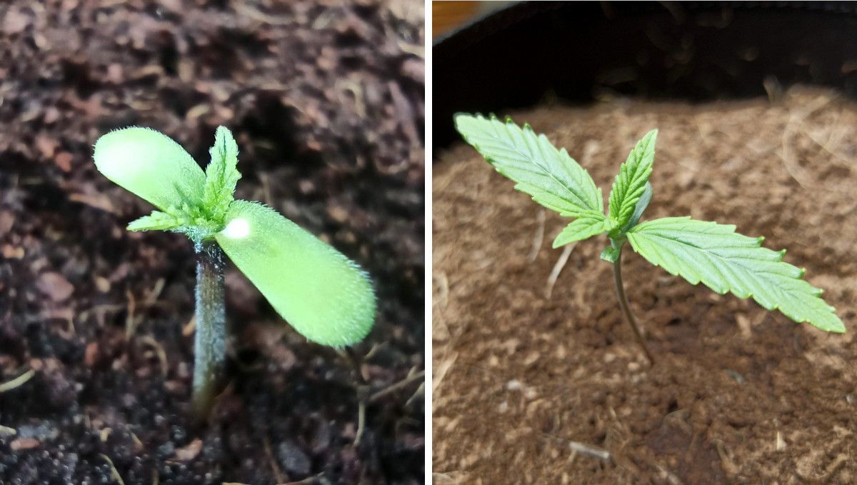 Forbidden Runtz Auto Cannabis Strain Week-by-Week Guide: A healthy autoflower seedling shown at 1 and 7 days from seed Forbidden Runtz Auto Cannabis Strain Week-by-Week Guide: A healthy autoflower seedling shown at 1 and 7 days from seed