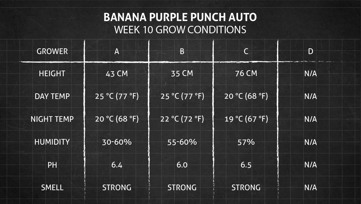 Banana Purple Punch Auto Cannabissorte: Woche 10 Wachstumsbedingungen