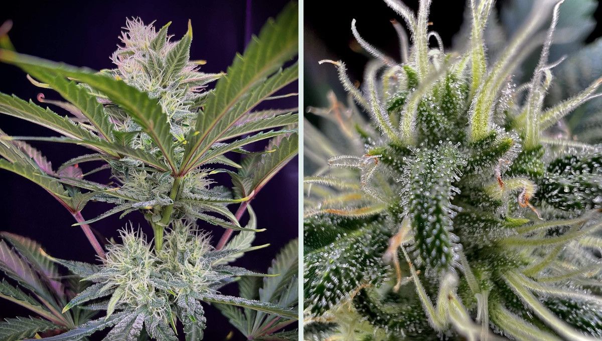 Strawberry Gorilla Auto Cannabissorte: Frühe Blüte | Wochen 6-7 | Nahaufnahmen von reifenden Blüten Strawberry Gorilla Auto Cannabissorte: Frühe Blüte | Wochen 6-7 | Nahaufnahmen von reifenden Blüten