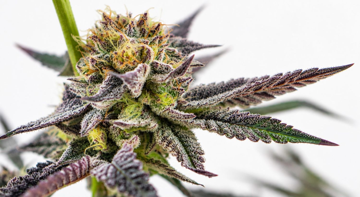 Can autoflowers grow in winter: choose suitable genetics Can autoflowers grow in winter: choose suitable genetics