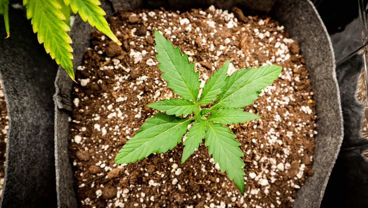 El ciclo de vida de una planta de cannabis autofloreciente: de la semana 1 a la semana 3 El ciclo de vida de una planta de cannabis autofloreciente: de la semana 1 a la semana 3