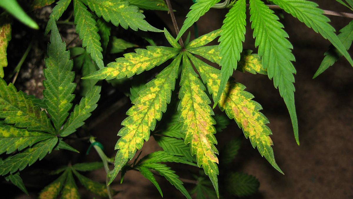 A comprehensive guide to cannabis plant nutrient deficiencies and solutions: Identifying and treating nutrient deficiencies A comprehensive guide to cannabis plant nutrient deficiencies and solutions: Identifying and treating nutrient deficiencies