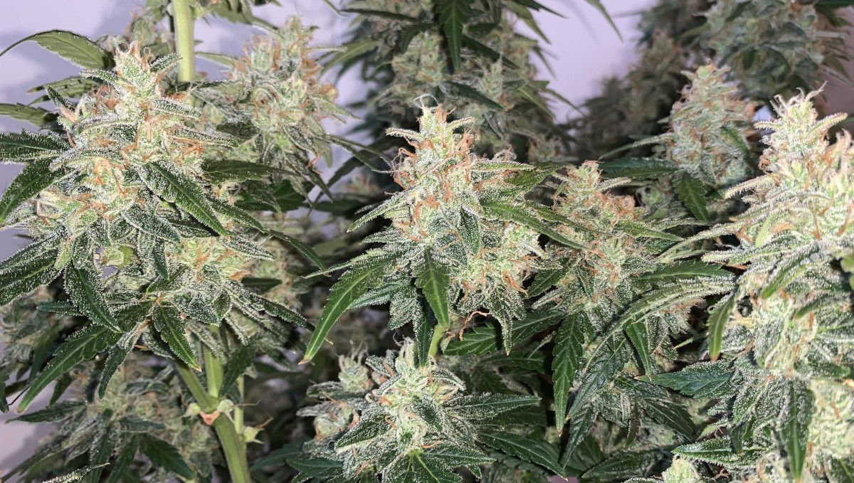 Z Auto Cannabis Strain Week-by-Week Guide: A close shot of several buds in the middle portion of a marijuana plant; there's a lot of frost and some pistils have turned orange