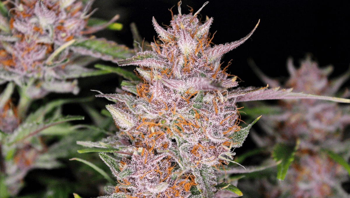 Die 5 besten Hybrid-Autoflowering-Sorten: Gorilla Punch Auto Die 5 besten Hybrid-Autoflowering-Sorten: Gorilla Punch Auto