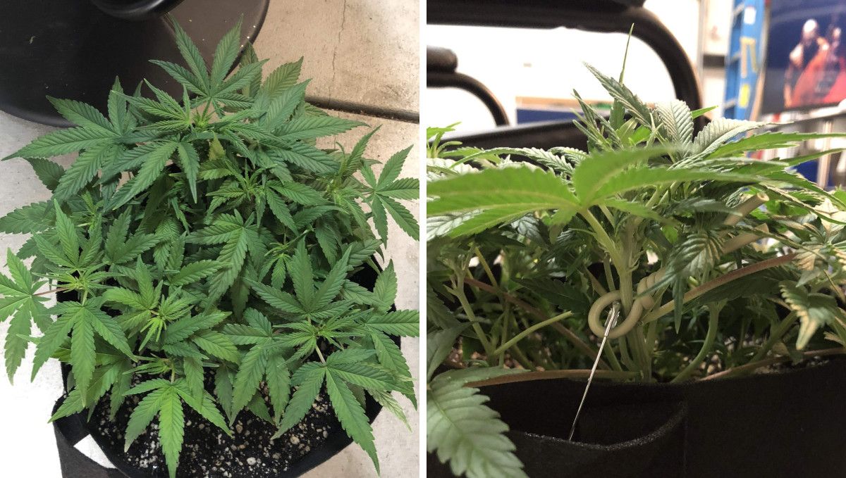 Girl Scout Cookies Auto Cannabis Strain Week-by-Week Guide: A top- and sideview of an indoor marijuana plant with a very short profile and flat canopy