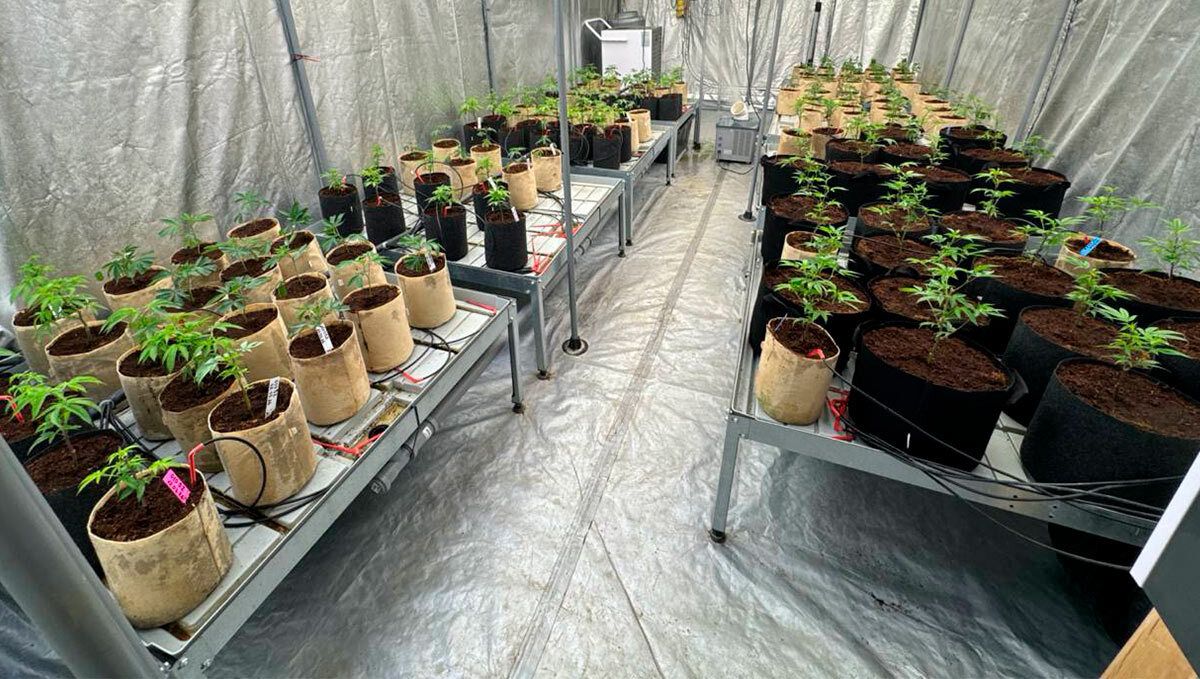 cover_97.jpg Transplanted clones