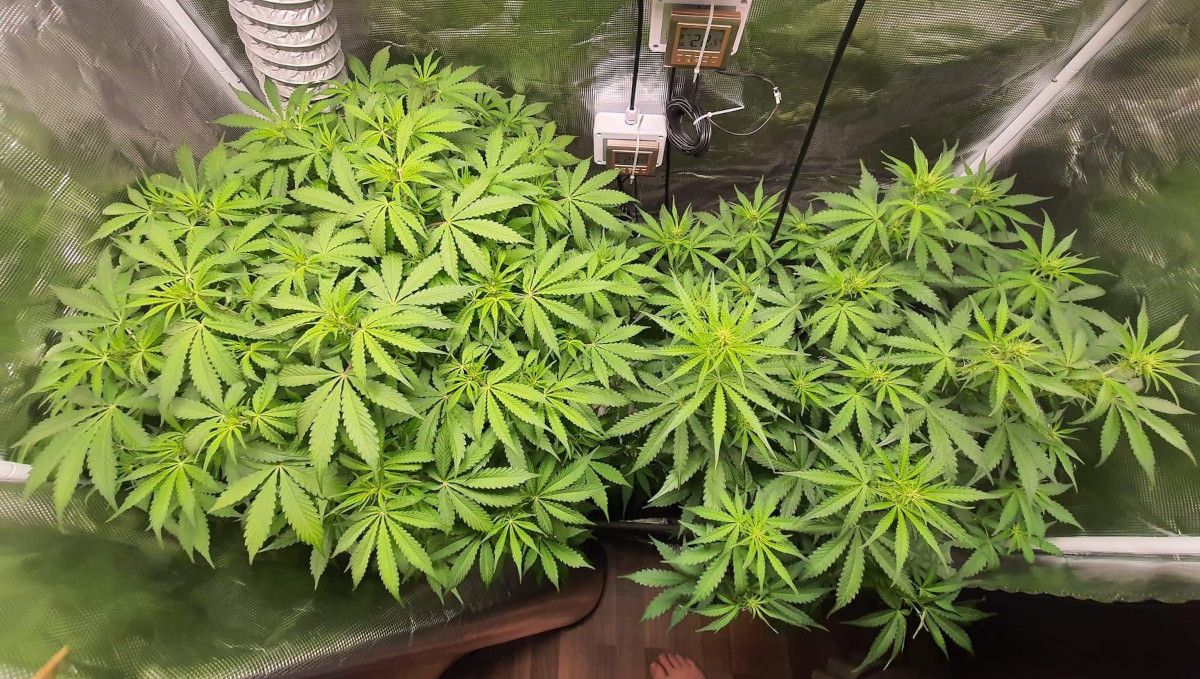 Pineapple Express Auto cannabis strain: transition (pre-flower) | week 5 | two huge and bushy indoor autoflowers