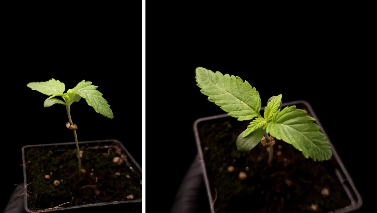 GG4 Sherbet FF cannabis strain: early veg | week 2 | a seedling at the start of the second week GG4 Sherbet FF cannabis strain: early veg | week 2 | a seedling at the start of the second week