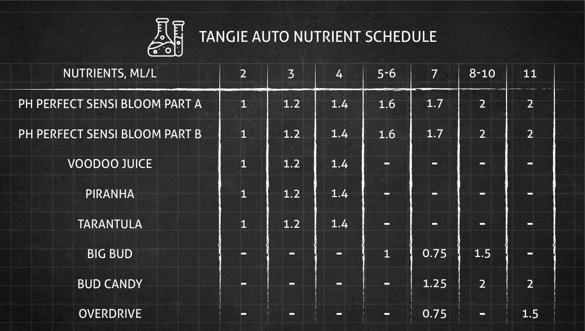 Tangie Auto cannabis strain: feeding chart for the vegetative and flowering stages Tangie Auto cannabis strain: feeding chart for the vegetative and flowering stages
