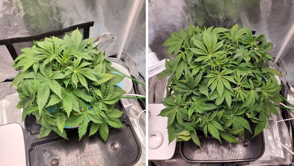 Blackberry Auto cannabis strain: mid veg | weeks 3-4 | a marijuana plant kept low-profile and having very dense canopy