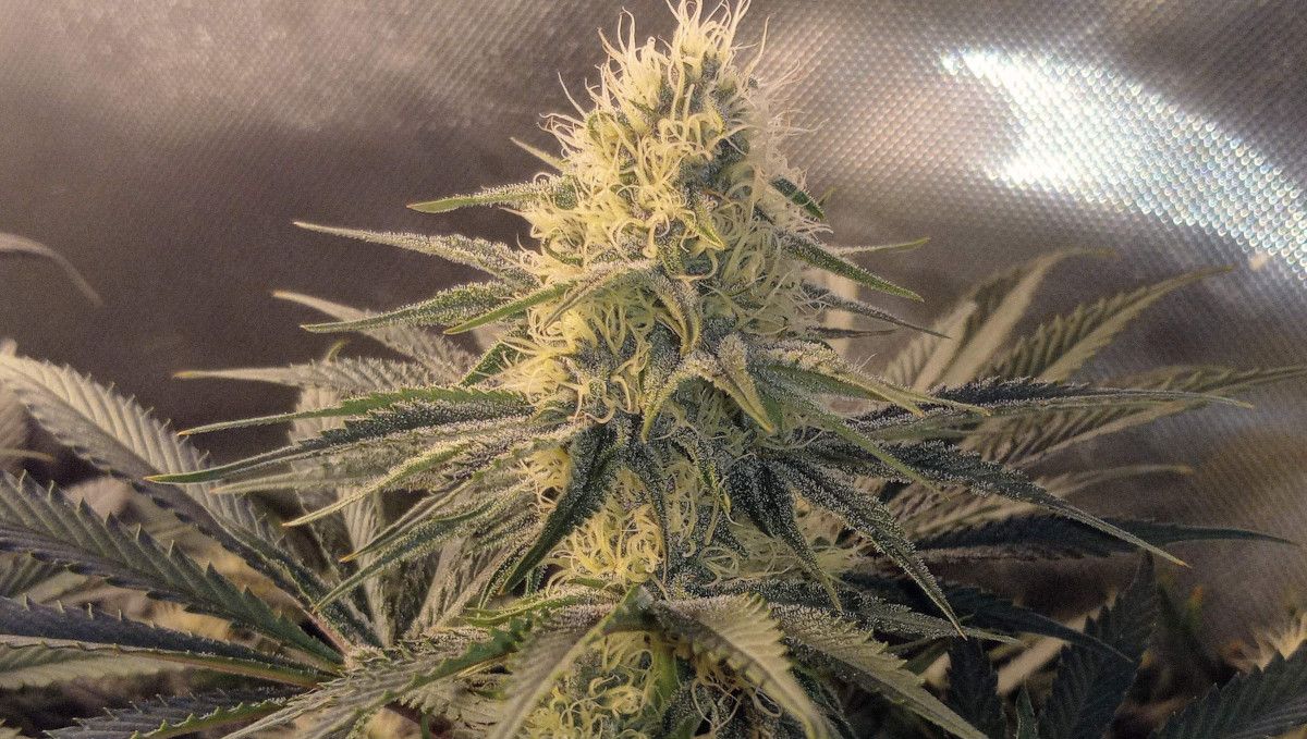 Gorilla Cookies FF cannabis strain: early flower | a plant's flowering apex generously covered in trichomes and white pistils