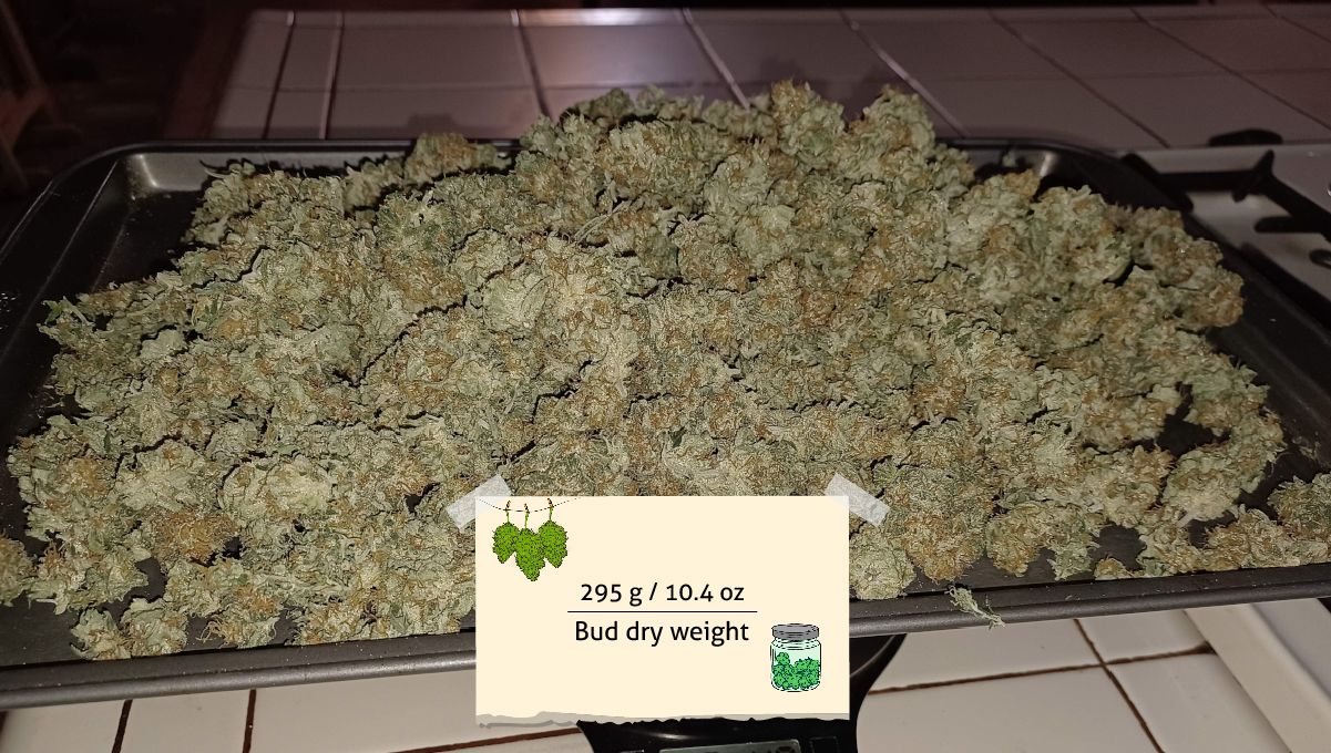 Tropicana Cookies FF cannabis strain: yield | a heap of dried buds on a tray Tropicana Cookies FF cannabis strain: yield | a heap of dried buds on a tray