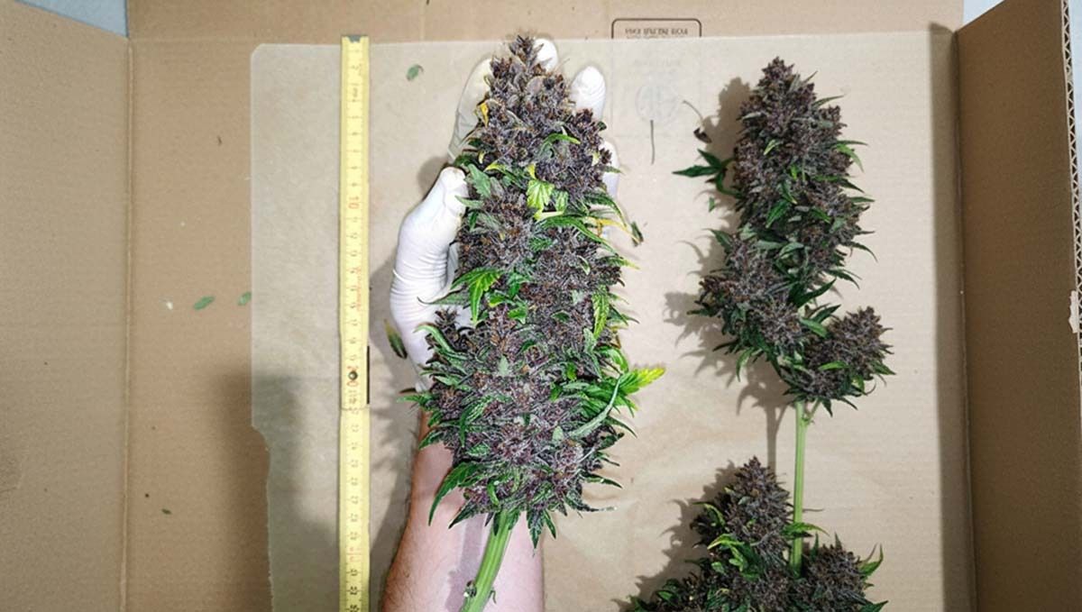 cov27.jpg Banana Purple Punch