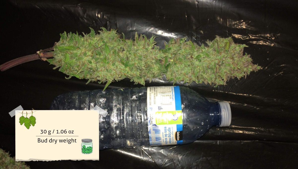Auto Mazar cannabis strain: harvest | the huge central cola of a chopped marijuana plant and a plastic bottle show for comparison