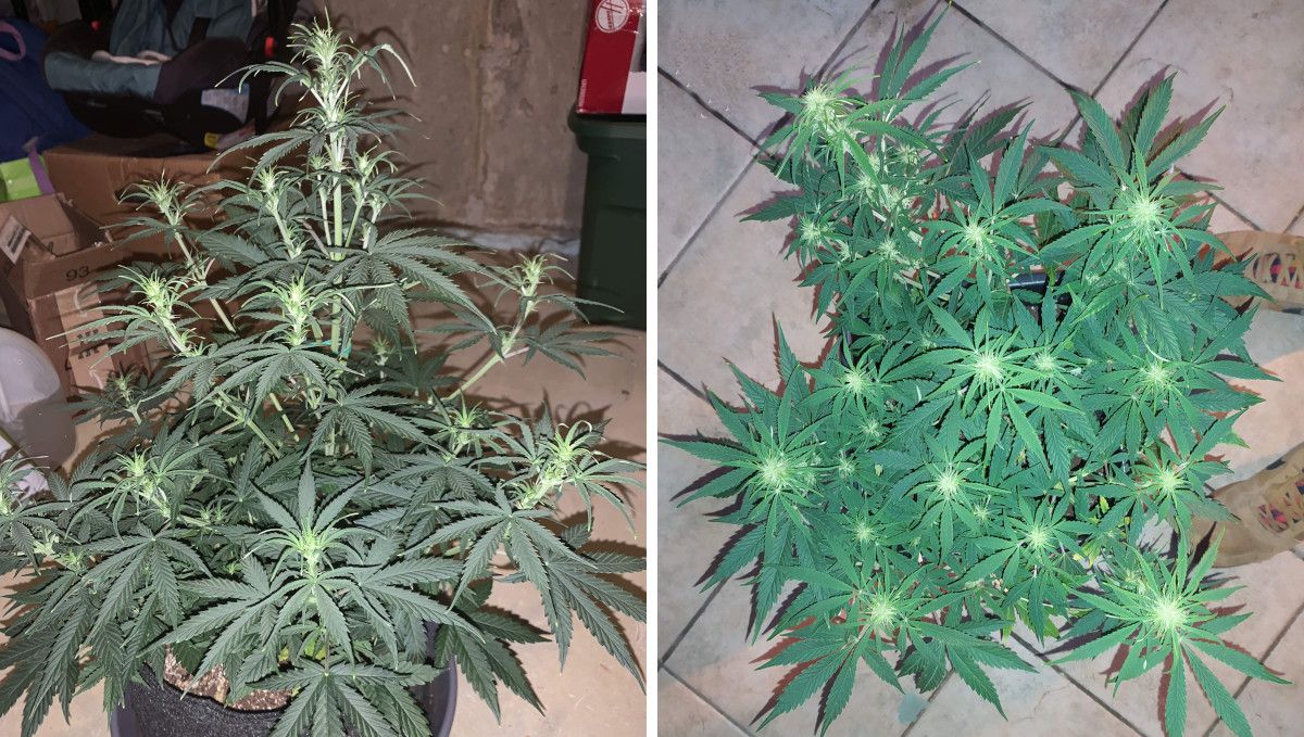 Strawberry Cheesecake Auto cannabis strain: transition (pre-flower) | week 5 | weed plants starting their flowering stretch and developing their first young buds