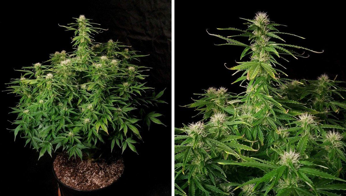 Blueberry Cheese Auto cannabis strain: early flower | weeks 6-7 | an autoflower with colas that have filled out and some discolored fan leaves Blueberry Cheese Auto cannabis strain: early flower | weeks 6-7 | an autoflower with colas that have filled out and some discolored fan leaves