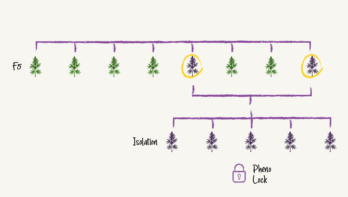 pheno lock pheno lock