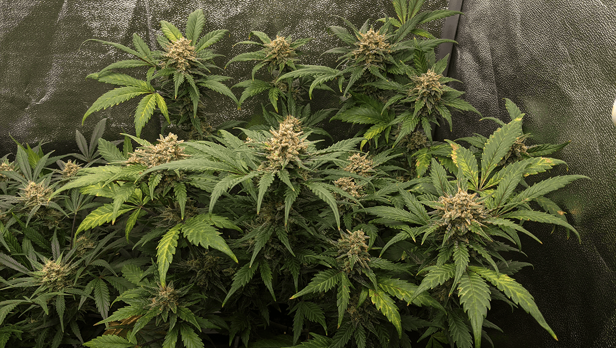 Die 5 beliebtesten Autoflowering-Sorten: Tropicana Cookies Auto Die 5 beliebtesten Autoflowering-Sorten: Tropicana Cookies Auto