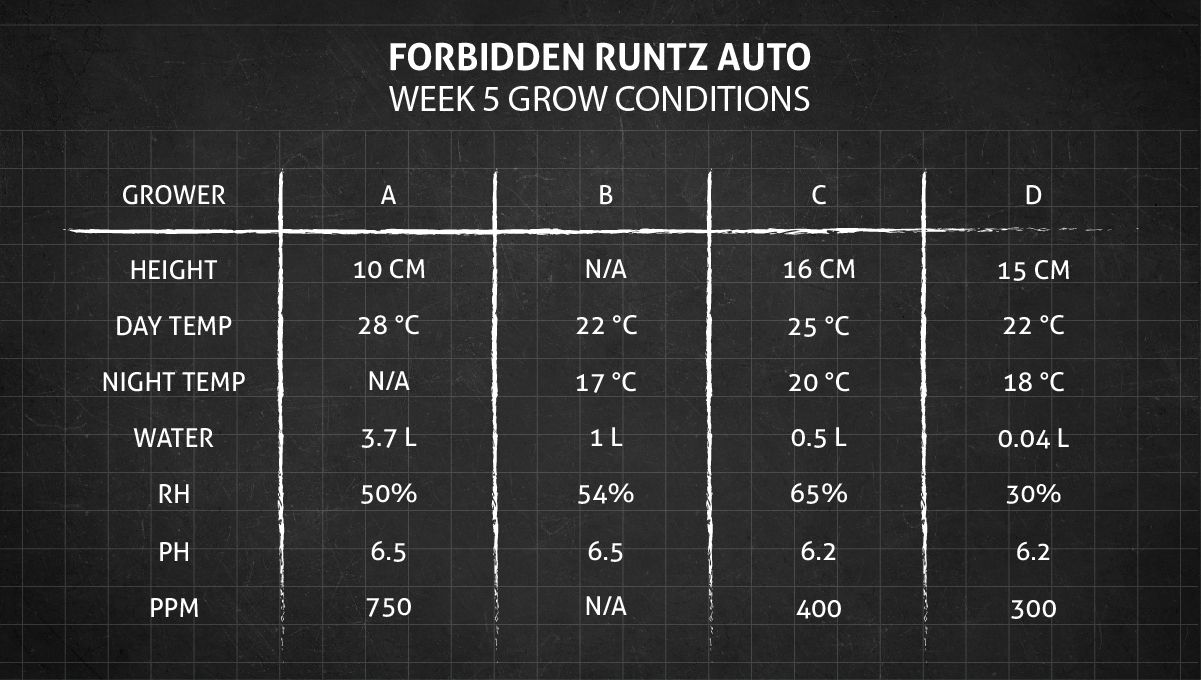 Forbidden Runtz Auto Cannabis Strain Week-by-Week Guide: Week 5 grow conditions Forbidden Runtz Auto Cannabis Strain Week-by-Week Guide: Week 5 grow conditions