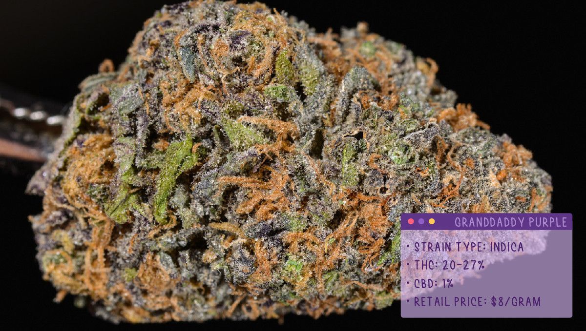 Best Weed Strains for Anxiety: Grandaddy Purple Best Weed Strains for Anxiety: Grandaddy Purple
