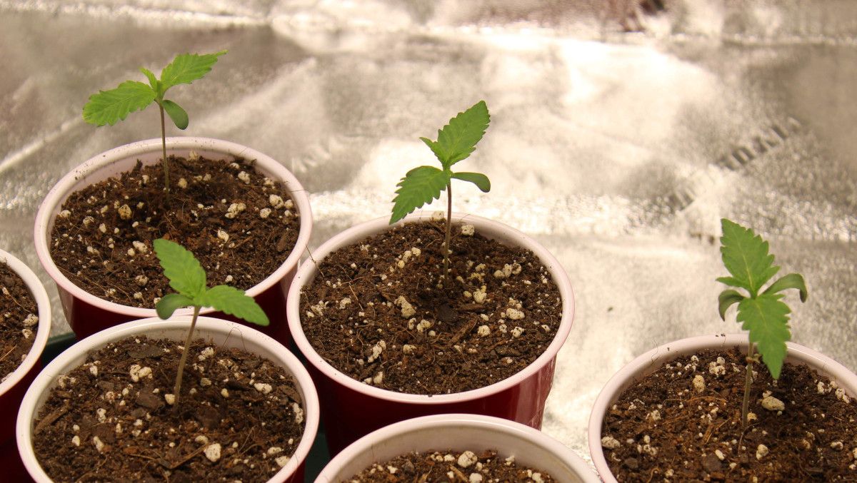Forbidden Runtz Auto Cannabis Strain Week-by-Week Guide: Several autoflower seedlings in plastic solo cups Forbidden Runtz Auto Cannabis Strain Week-by-Week Guide: Several autoflower seedlings in plastic solo cups
