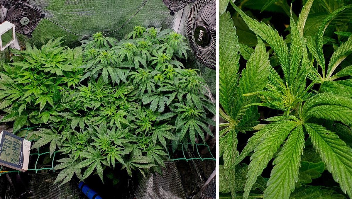 Tropicana Cookies FF cannabis strain: transition (pre-flower) | week 7 | indoor plants in a ScrOG setup transitioning to flowering and a closeup of a top on the brink of budding Tropicana Cookies FF cannabis strain: transition (pre-flower) | week 7 | indoor plants in a ScrOG setup transitioning to flowering and a closeup of a top on the brink of budding