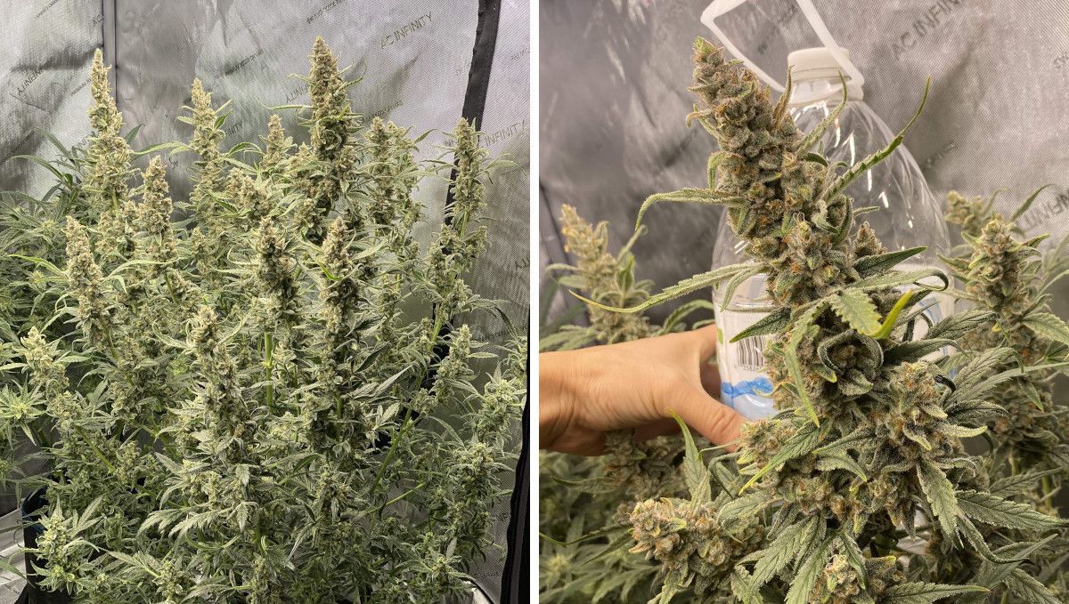 Gorilla Punch Auto cannabis strain: ripening and harvest | weeks 10 | a huge multi-branch indoor plant and a grower's hand as he's holding a plastic bottle close to a cola for comparison Gorilla Punch Auto cannabis strain: ripening and harvest | weeks 10 | a huge multi-branch indoor plant and a grower's hand as he's holding a plastic bottle close to a cola for comparison