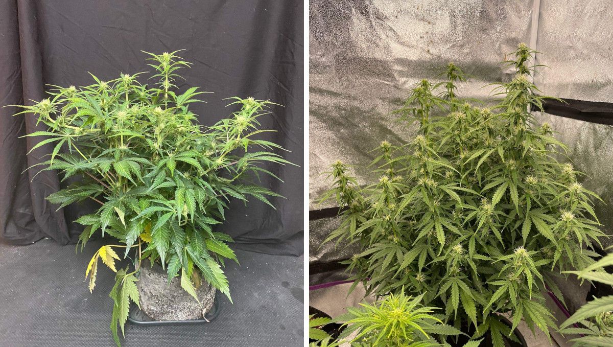 Californian Snow Auto cannabis strain: early flower | weeks 6-7 | two indoor autoflowers compared