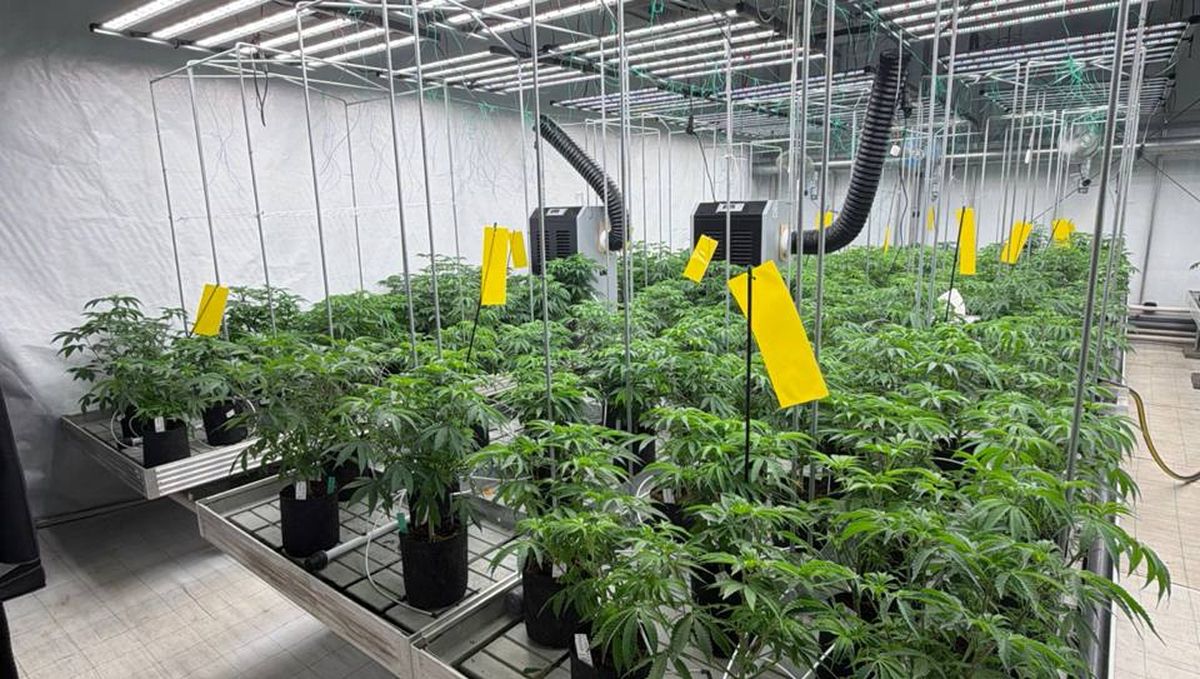 grow_room_1200x679_high_quality.jpg Yellow Sticky Sheets