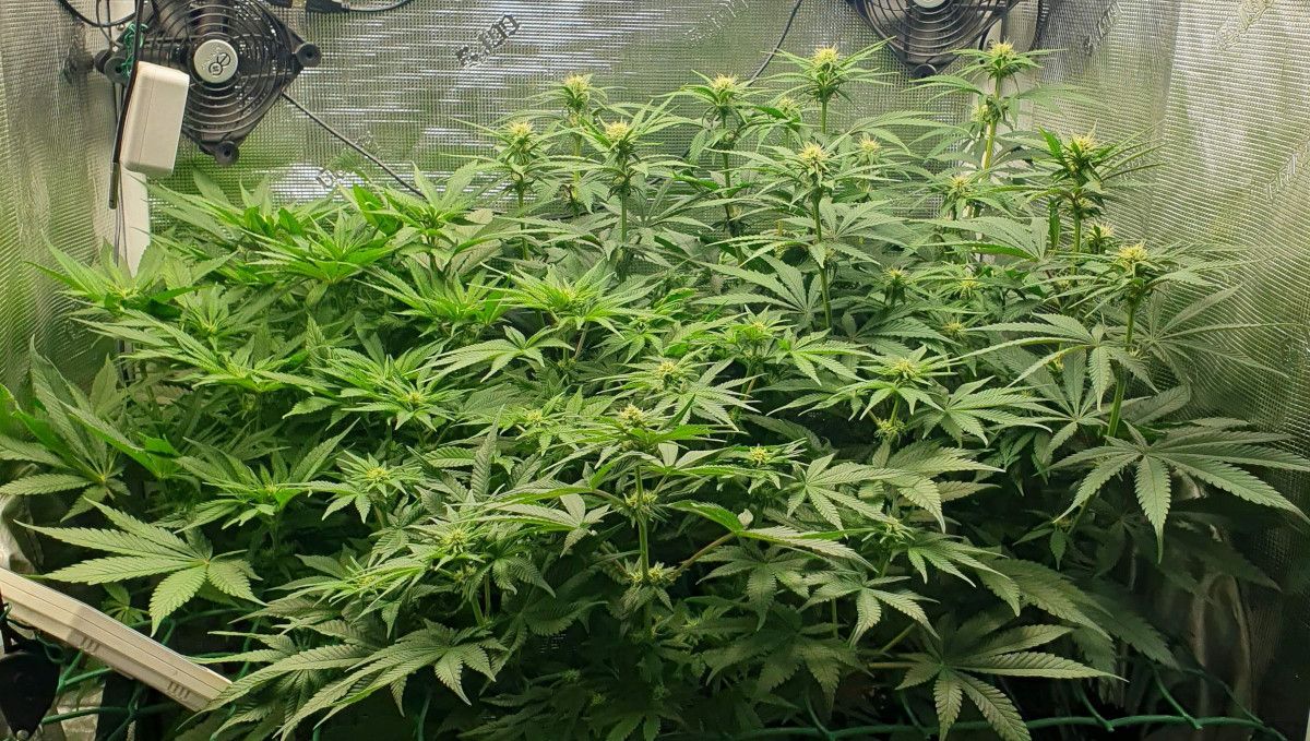 Gorilla Cookies FF cannabis strain: early flower | an indoor plant with a flat canopy and multiple branches