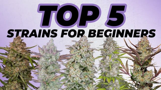 Top 5 Strains for Beginners | Everyone can grow these Cannabis Varieties